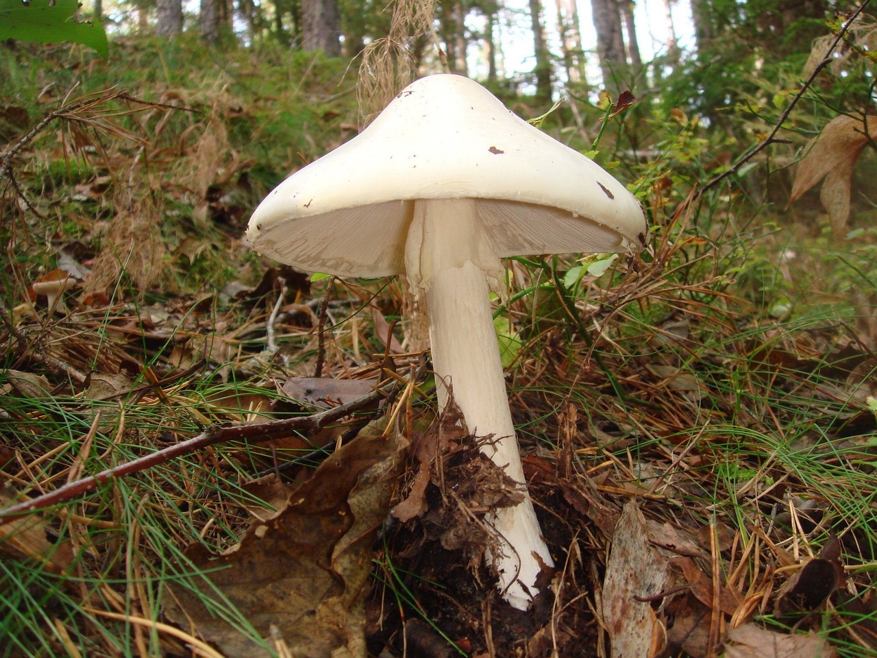 !fungi-0004138