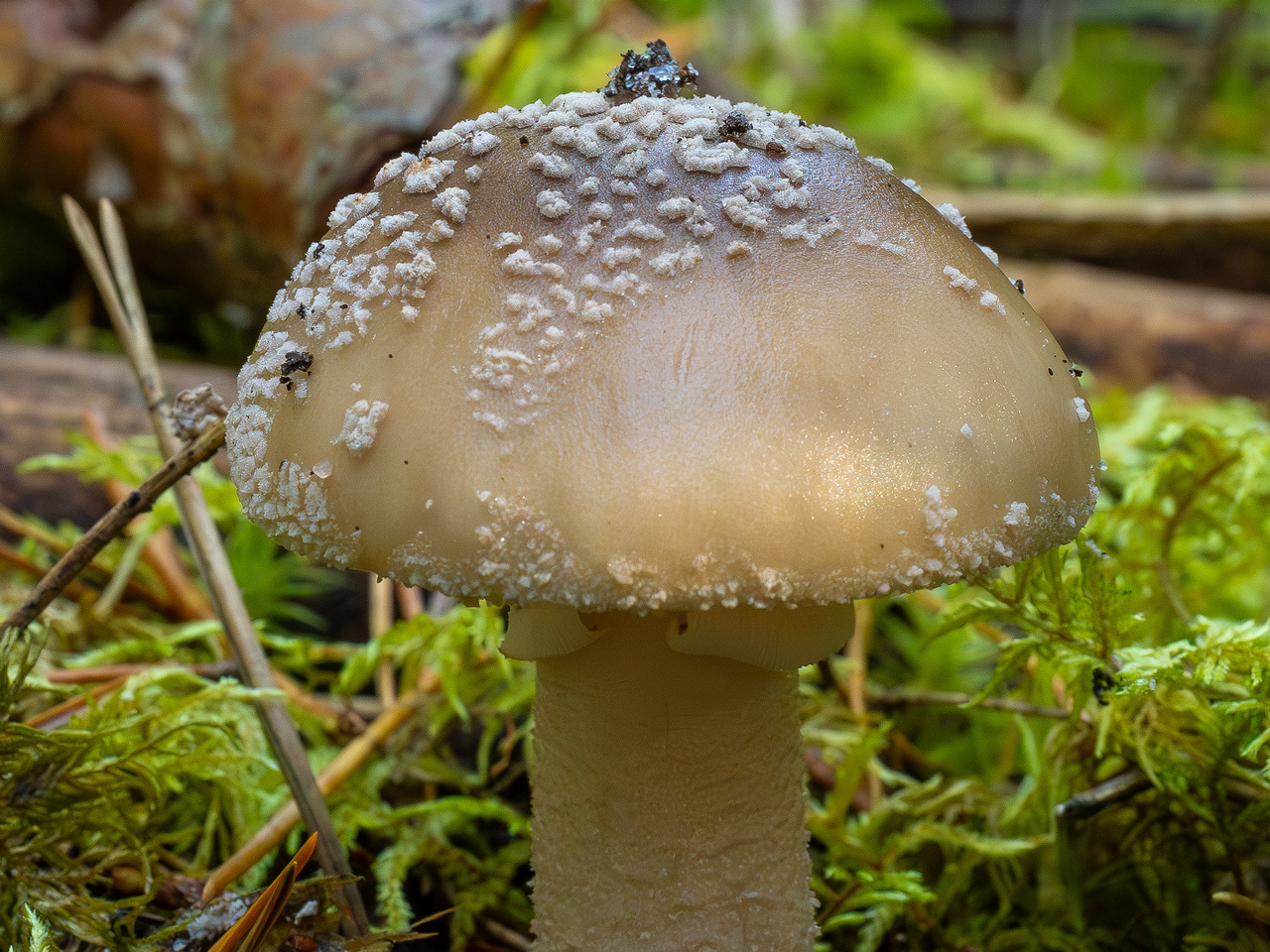 amanita-excelsa_2024-09-18_1-2