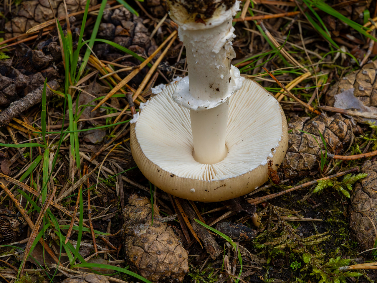 amanita-eliae_2023-09-14_1-12