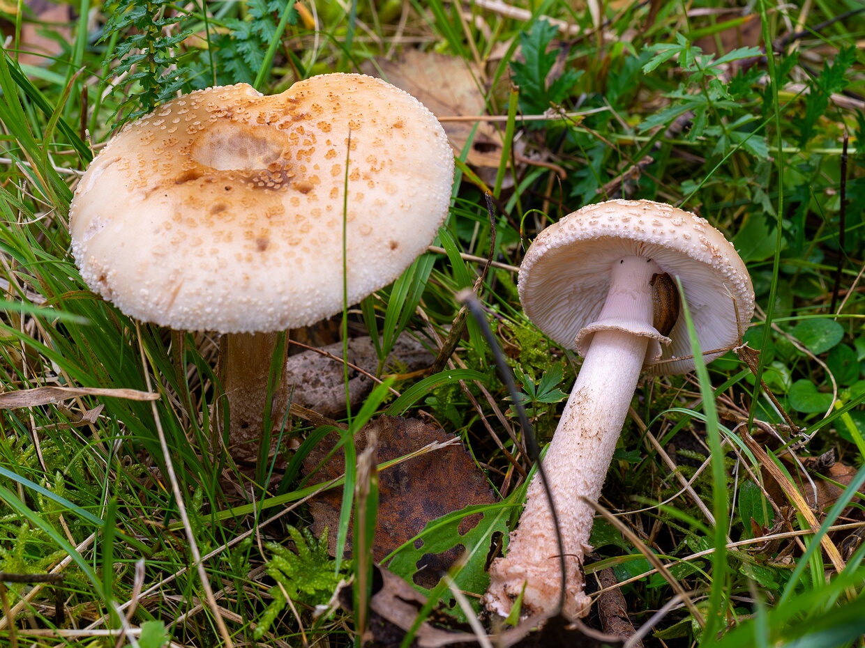 Мухомор серо-розовый разн. белый - Amanita rubescens var. alba