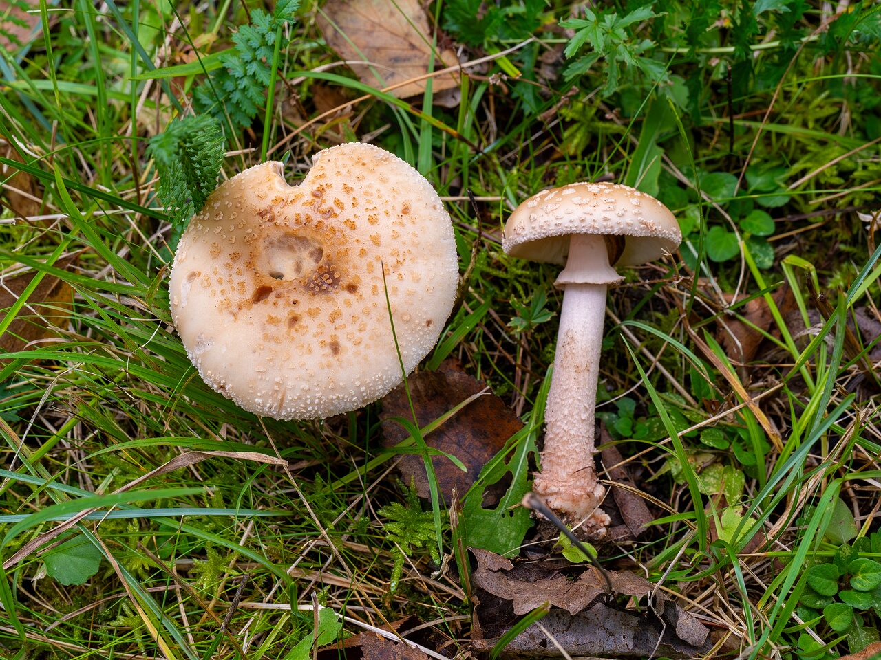 Amanita rubescens var. alba _2026-09-19_1-1