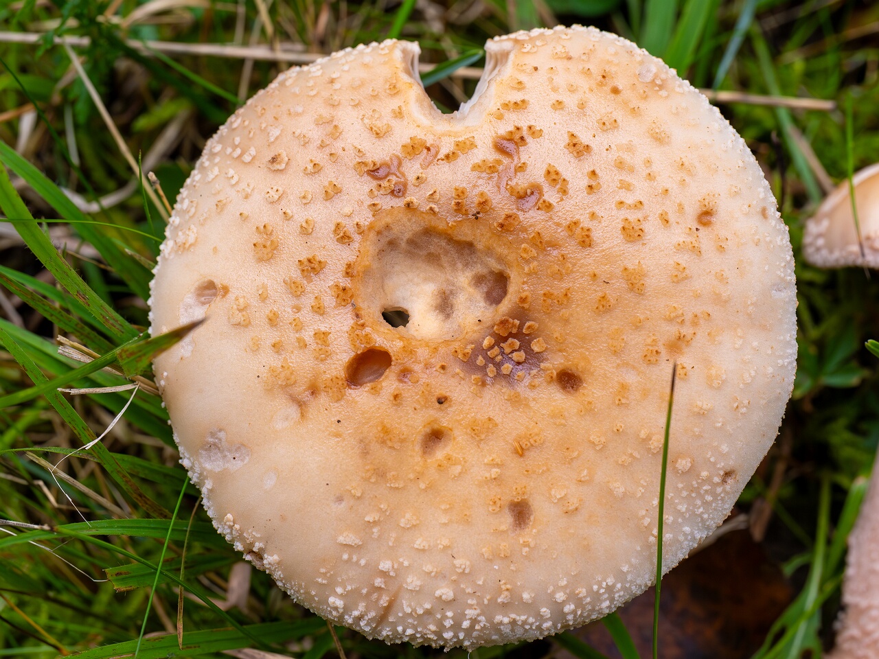 Amanita rubescens var. alba _2026-09-19_1-4