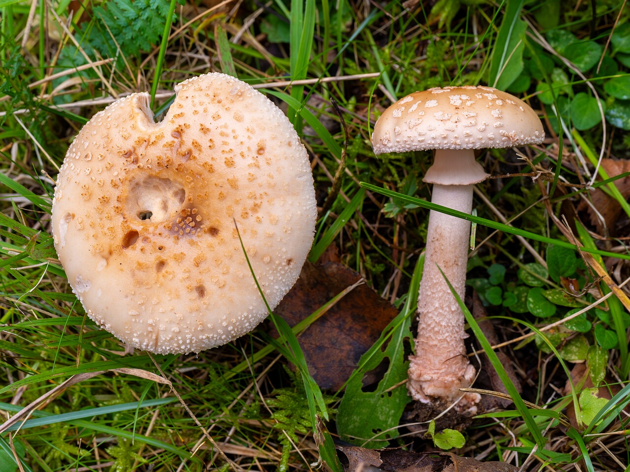 Amanita rubescens var. alba _2026-09-19_1-5