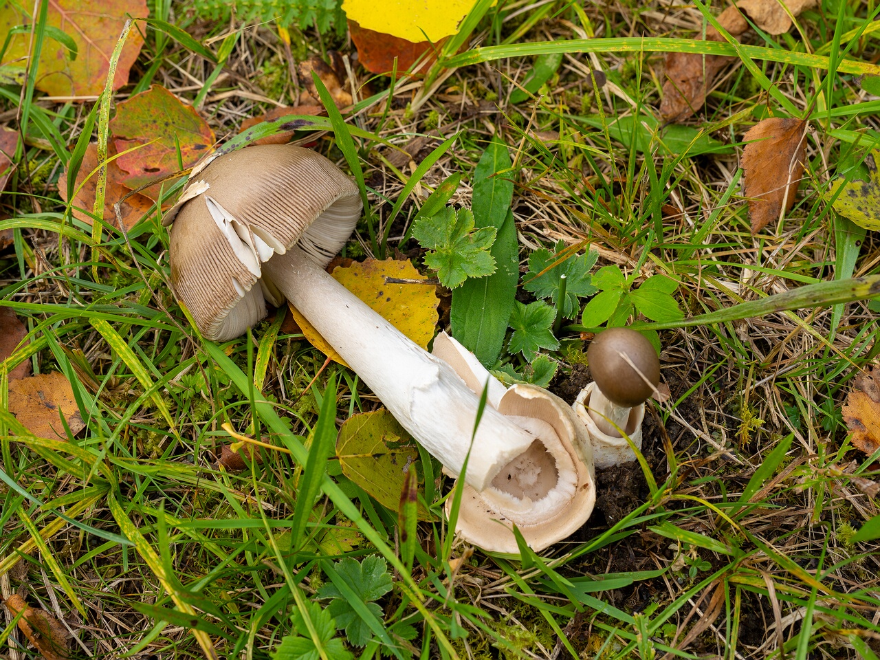 Amanita vaginata _2026-09-19_1-1