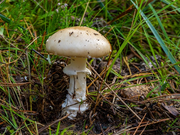 Amanita gemmata - Мухомор ярко-жёлтый - Gemmed Amanita - Gelber Knollenblätterpilz Amanita gemmata, commonly known as the Gemmed Amanita, is a basidiomycete fungus belonging to the Amanita genus. It is...