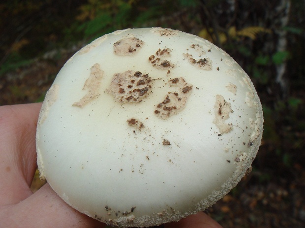 Amanita verna - Мухомор весенний - Fool's mushroom, destroying angel - Frühlings-Knollenblätterpilz Amanita verna, commonly known as the Fool's mushroom or destroying angel, is a highly toxic species of fungus that...