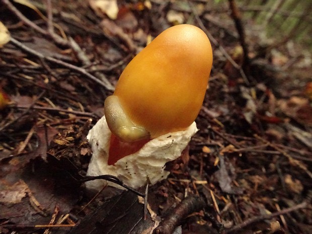 Amanita crocea - Поплавок шафрановый - Saffron Ringless Amanita - Safrangelber Streifling Amanita crocea, commonly known as the Saffron Ringless Amanita, is a basidiomycete fungus belonging to the Amanita...