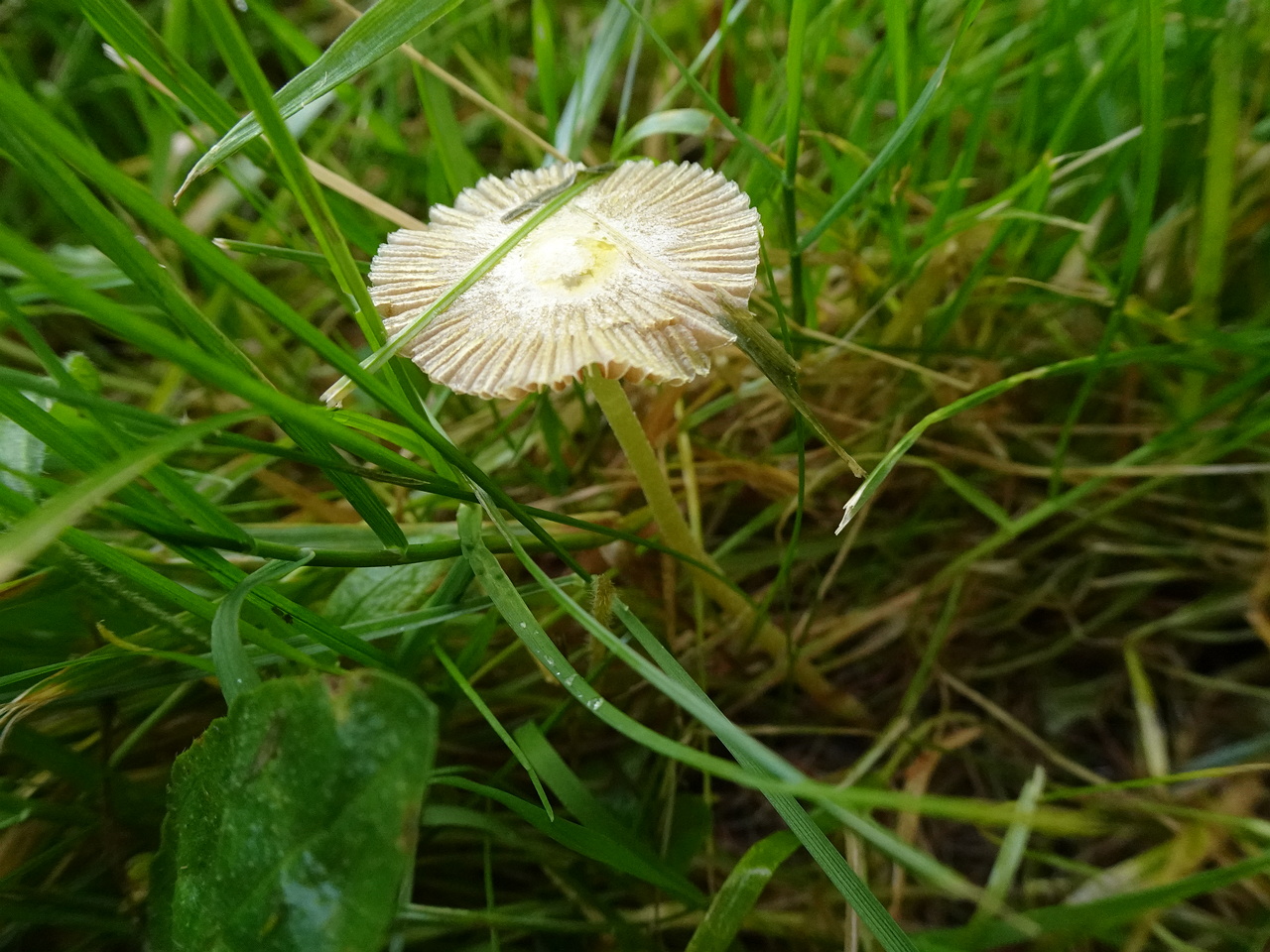 DSC07385