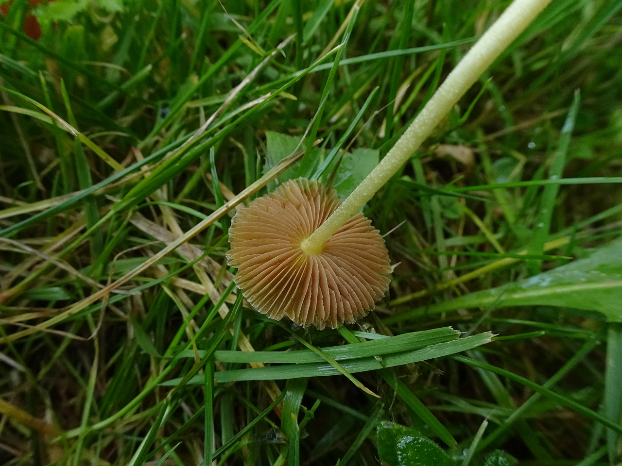 DSC07386