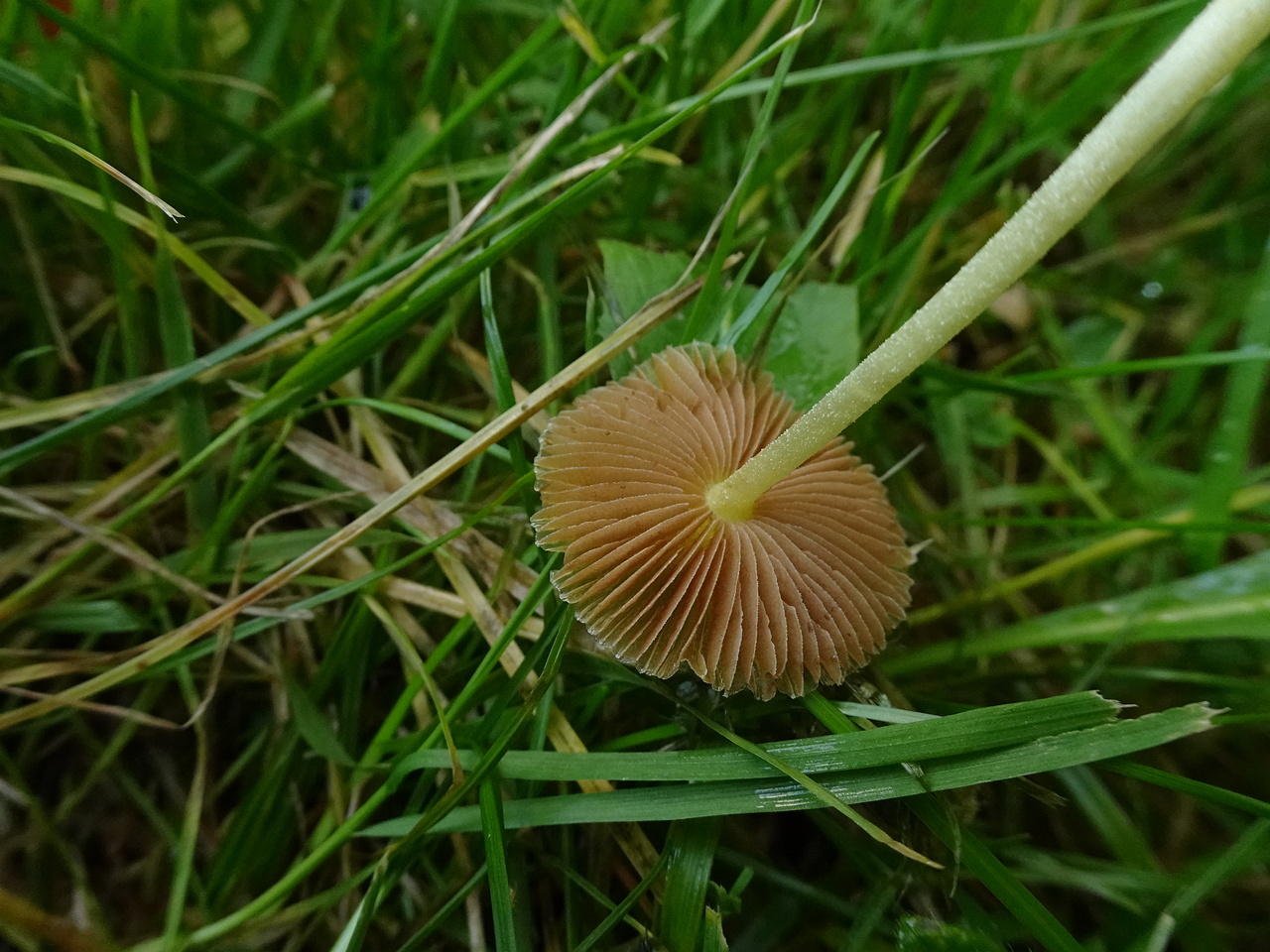 DSC07387