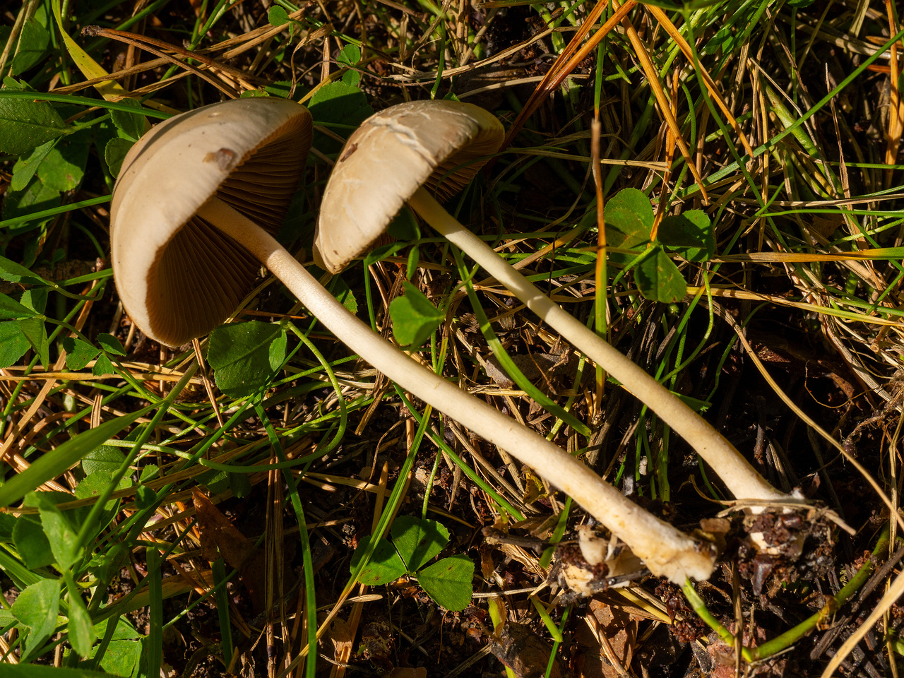 conocybe-apala_1-10