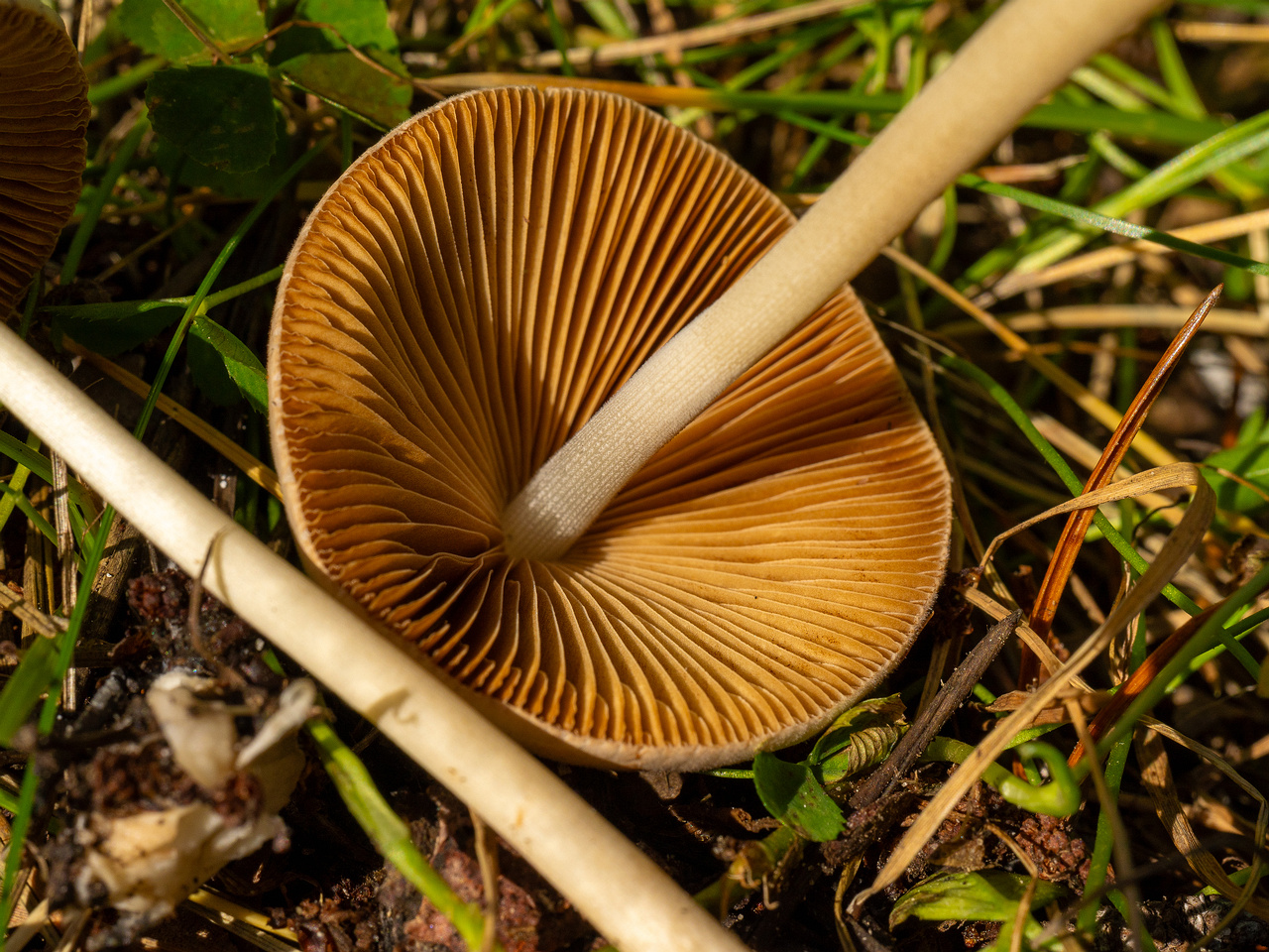conocybe-apala_1-12