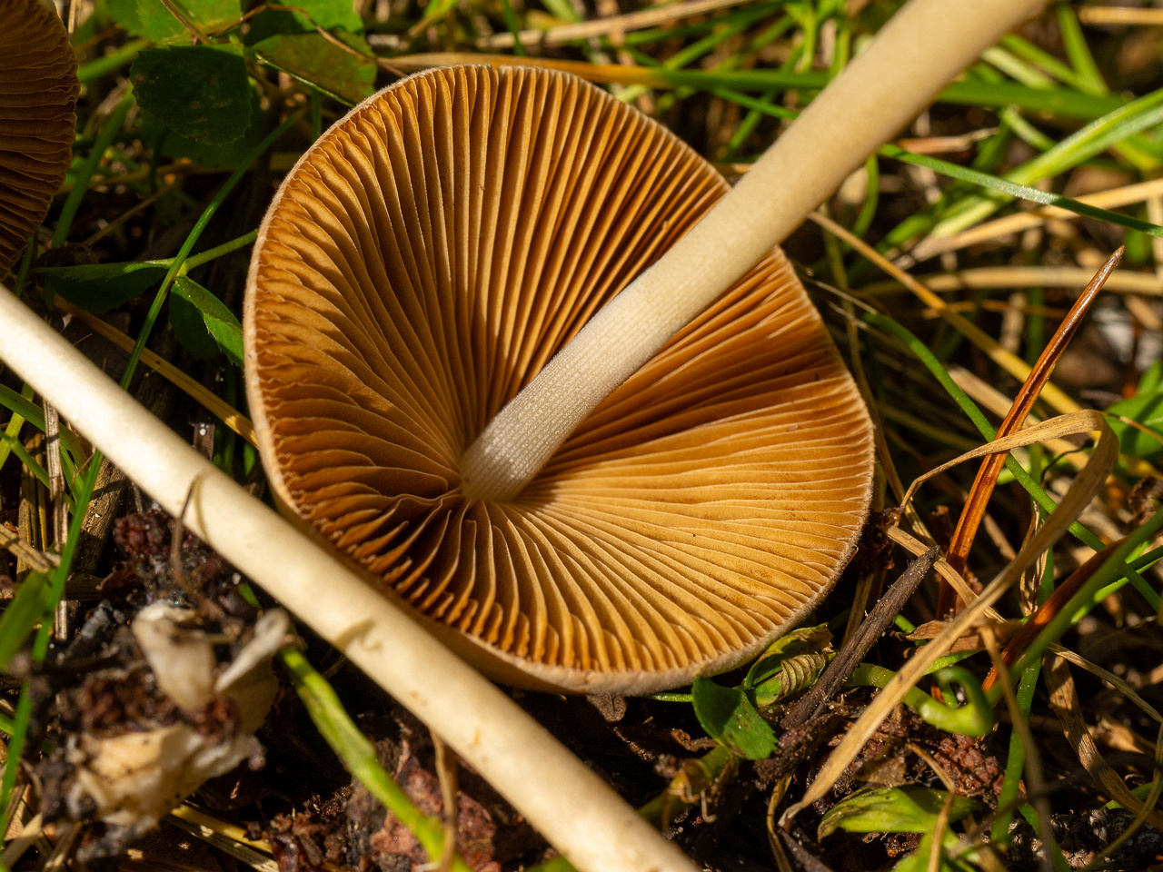 conocybe-apala_1-13
