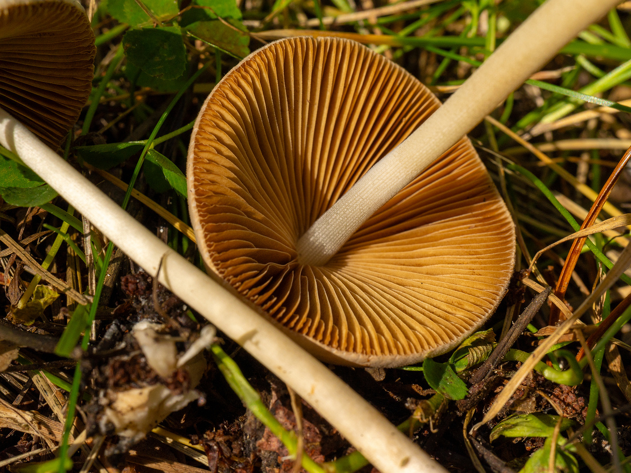 conocybe-apala_1-15
