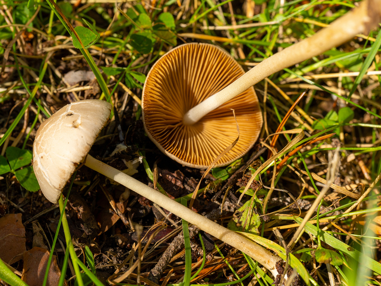 conocybe-apala_1-16