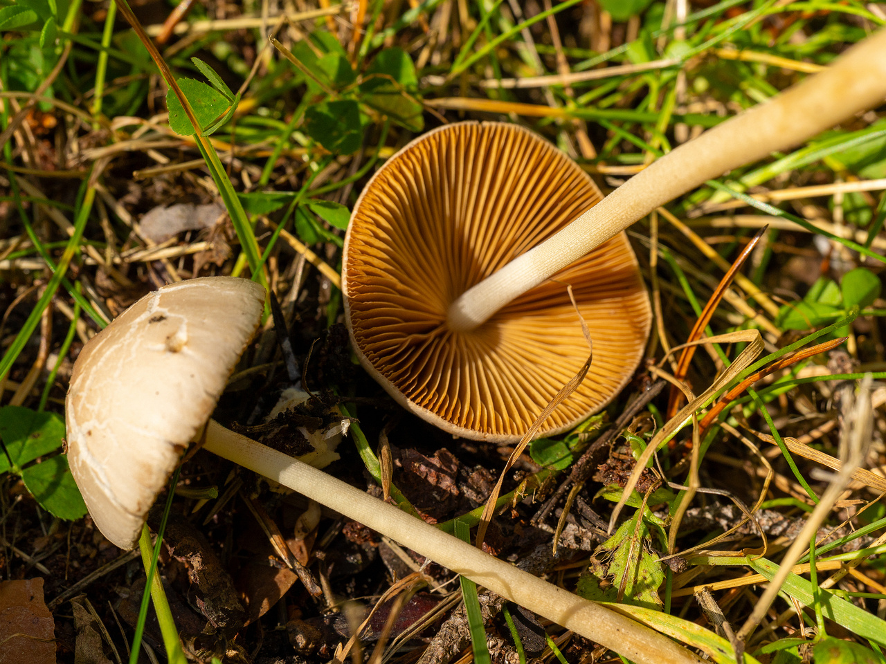 conocybe-apala_1-18