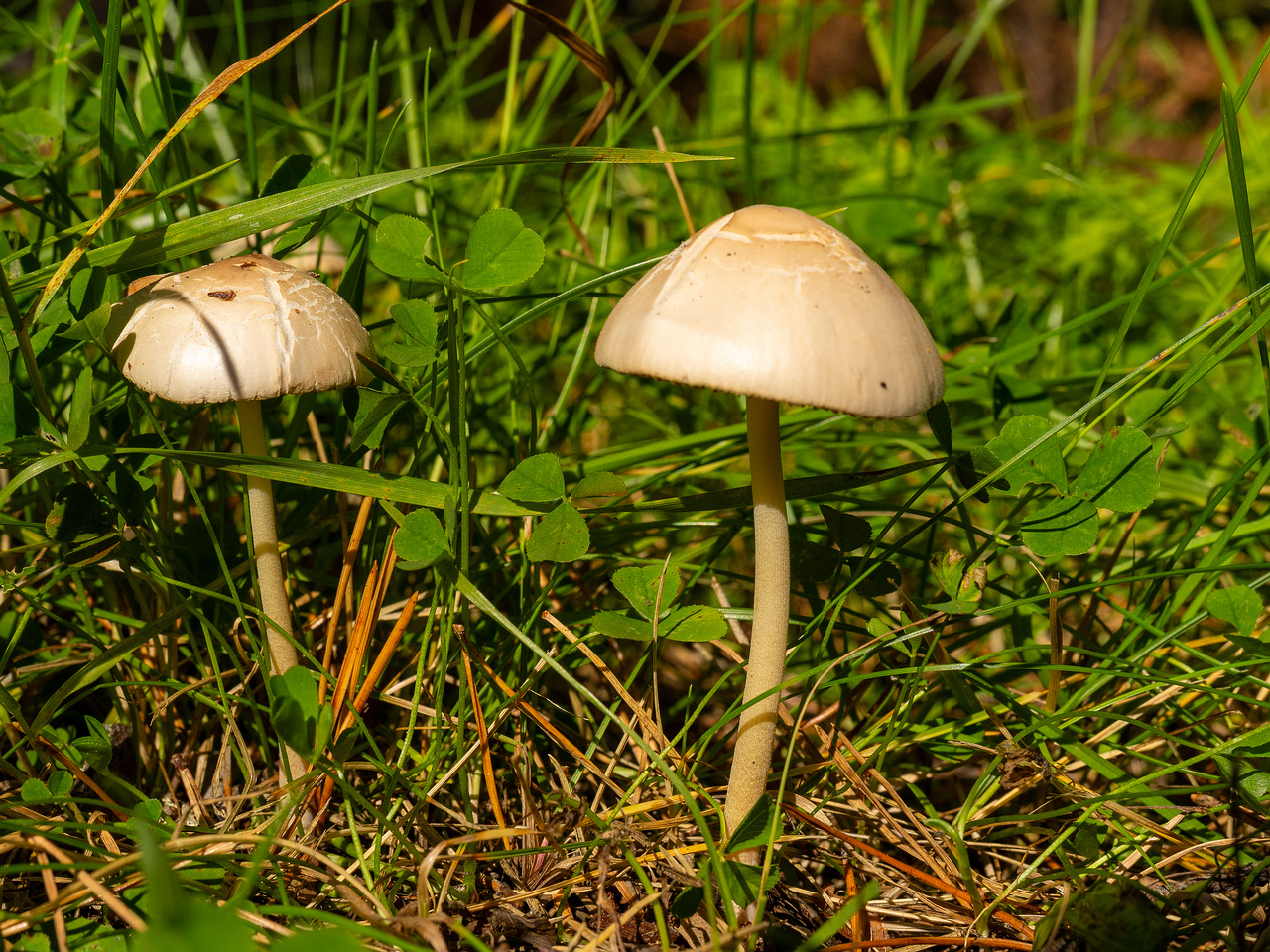conocybe-apala_1-4