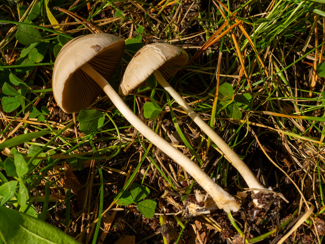conocybe-apala_1-7