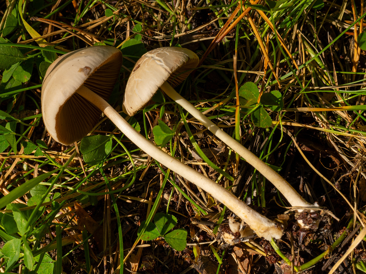 conocybe-apala_1-8