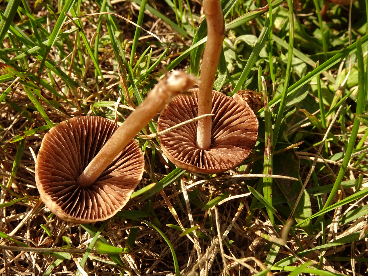 DSC04496
