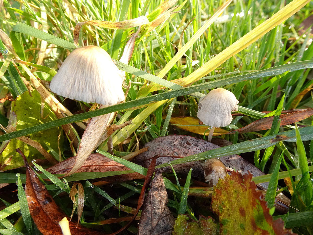DSC07590