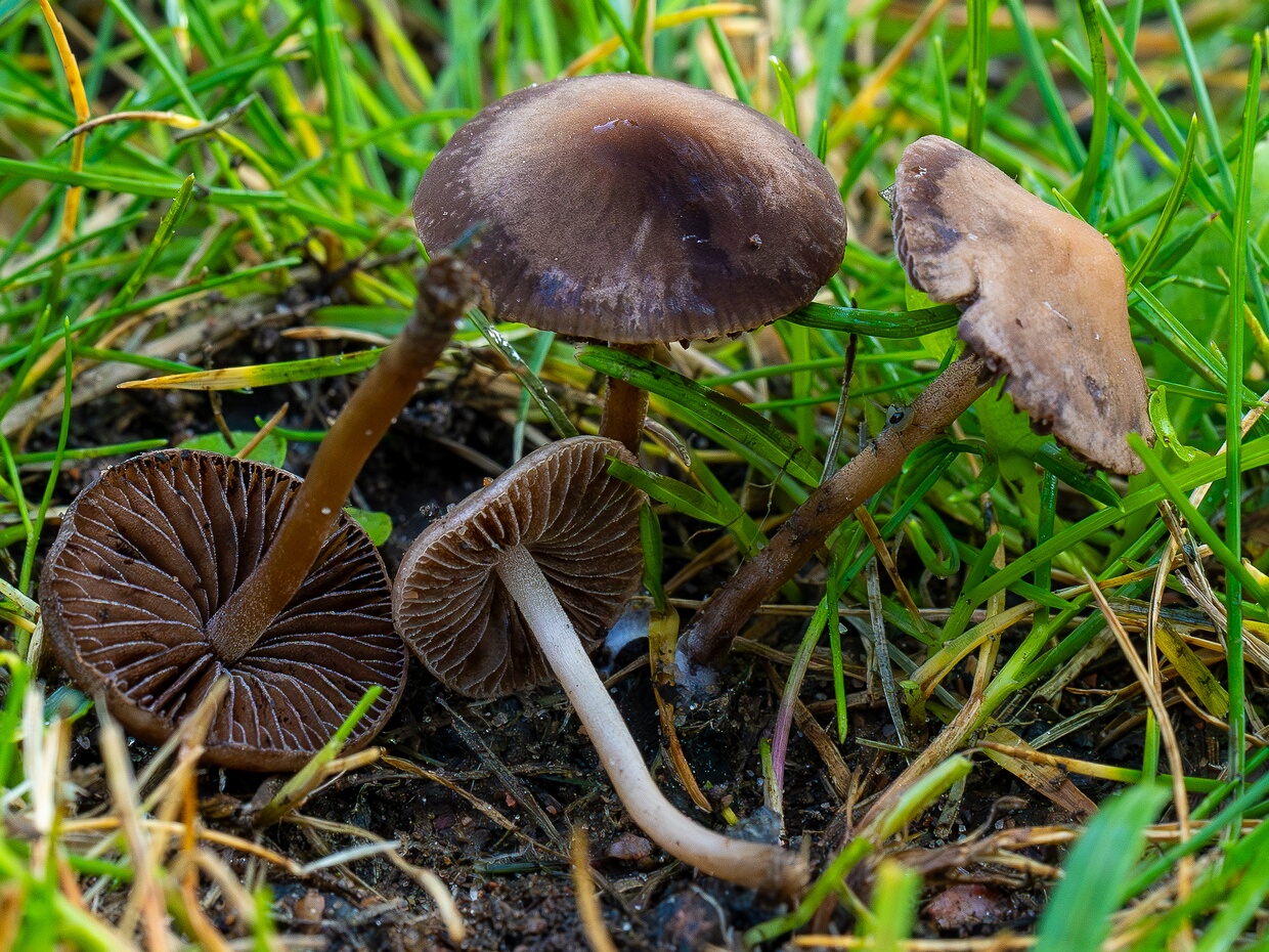 Panaeolina foenisecii - Панеолина сенокосная - Brown Mottlegill - Heudüngerling Panaeolina foenisecii, or the Haymaker's Mushroom, is a small, brownish mushroom that is commonly found in lawns and...