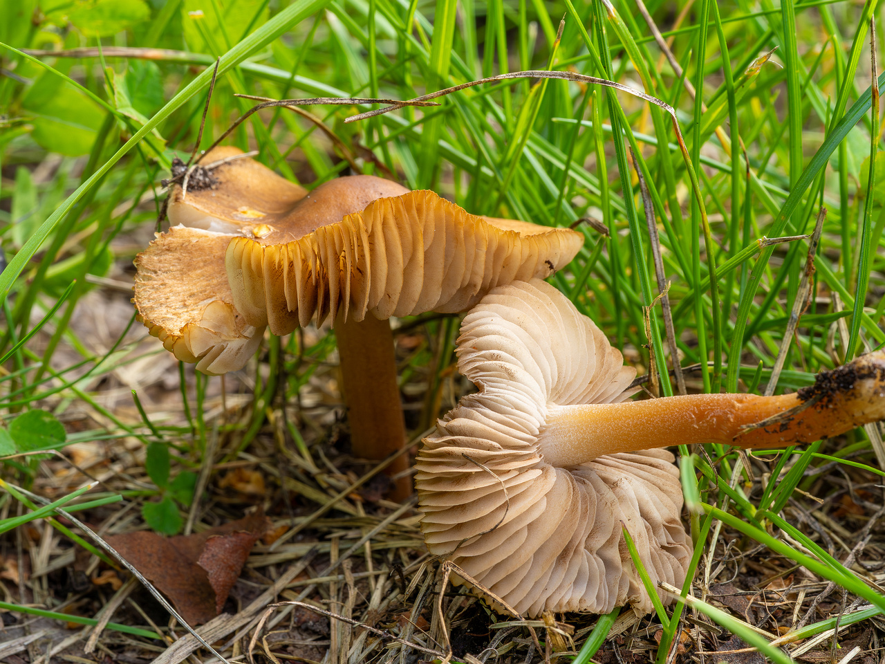 tohisoo_manor_park_area-10