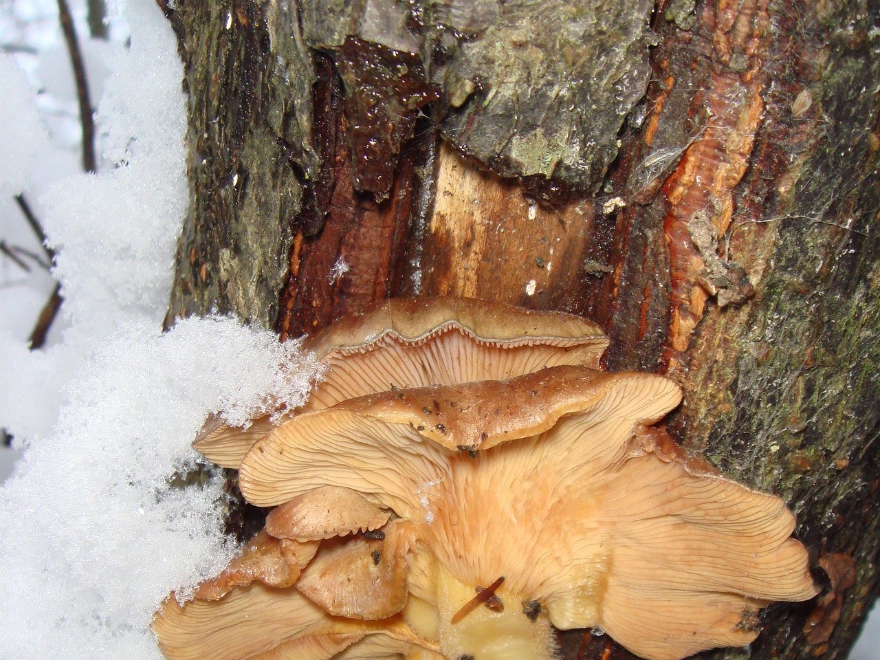 fungi-0000139