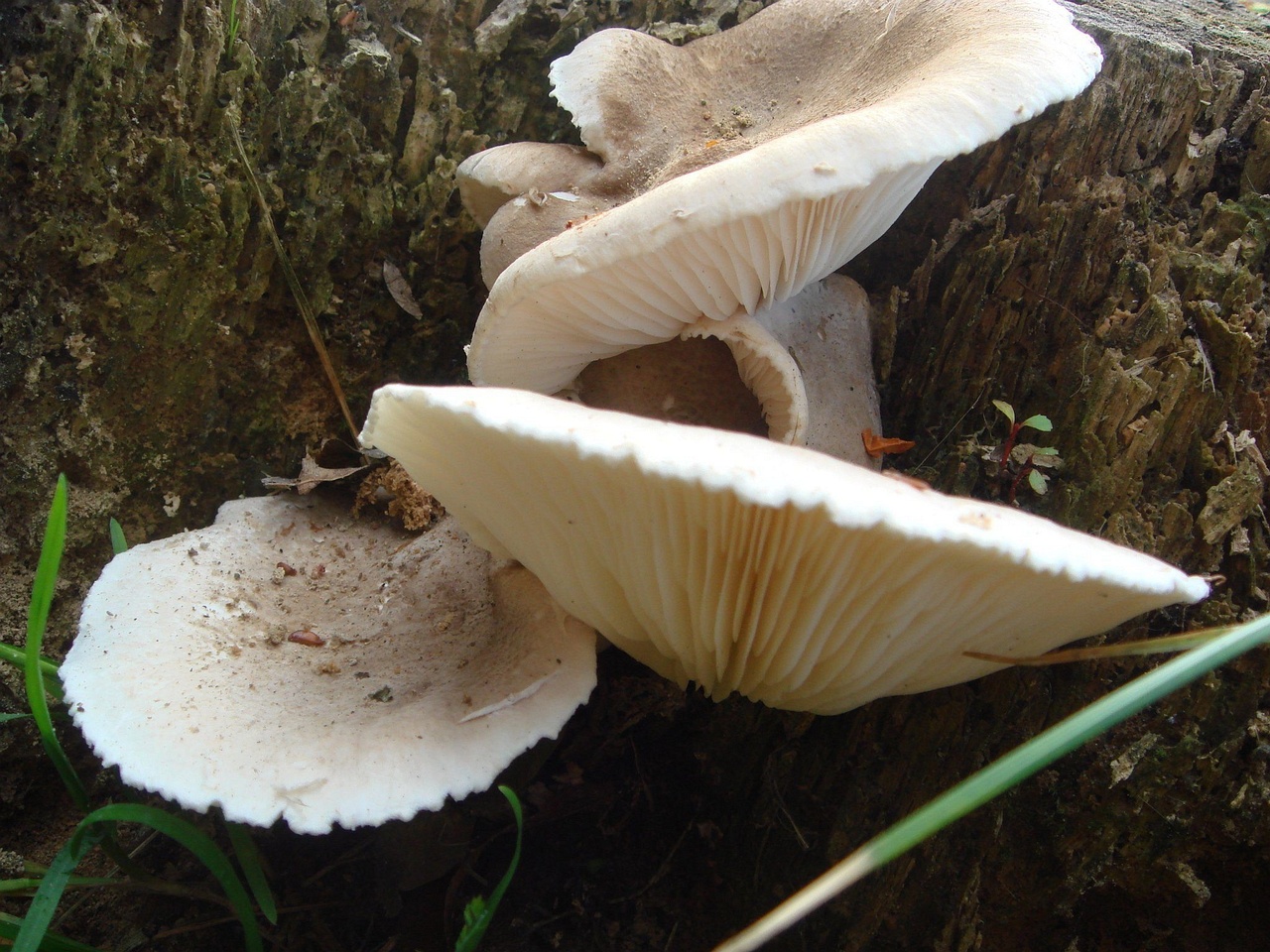 fungi-0001145