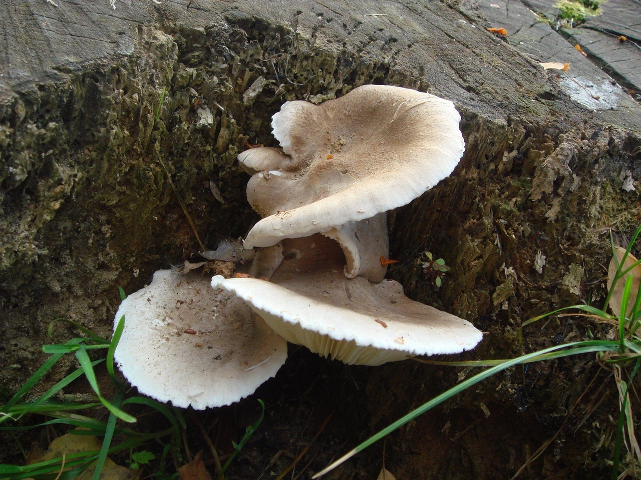 fungi-0001146