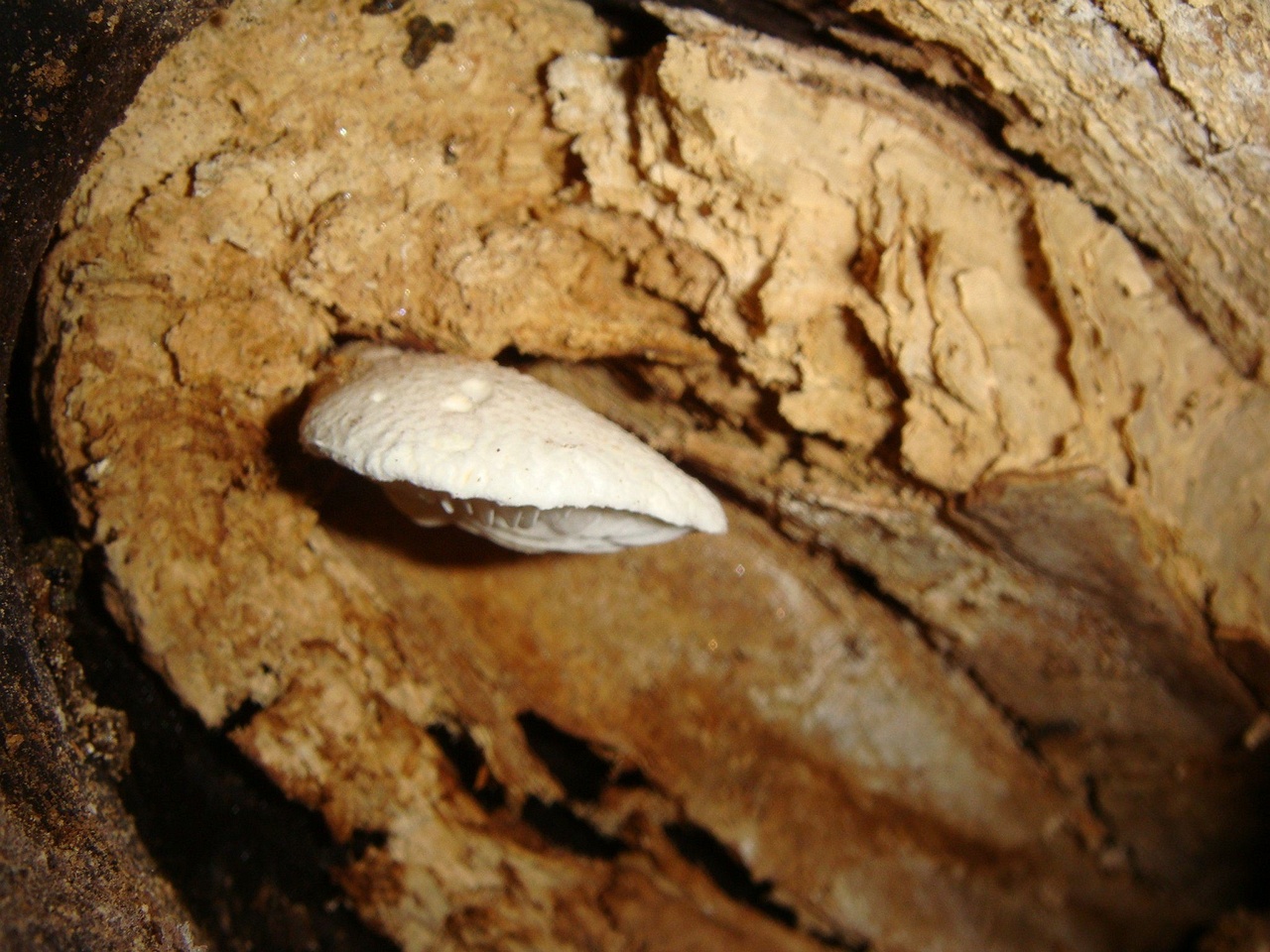 fungi-0002697