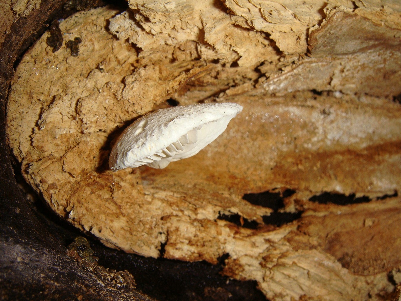 fungi-0002698