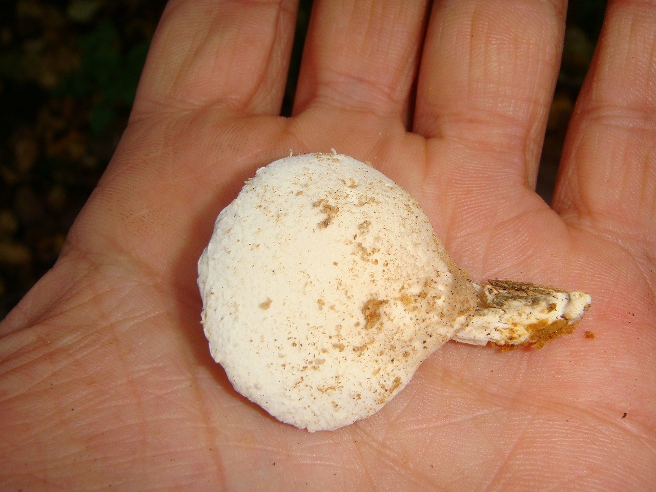 fungi-0002700