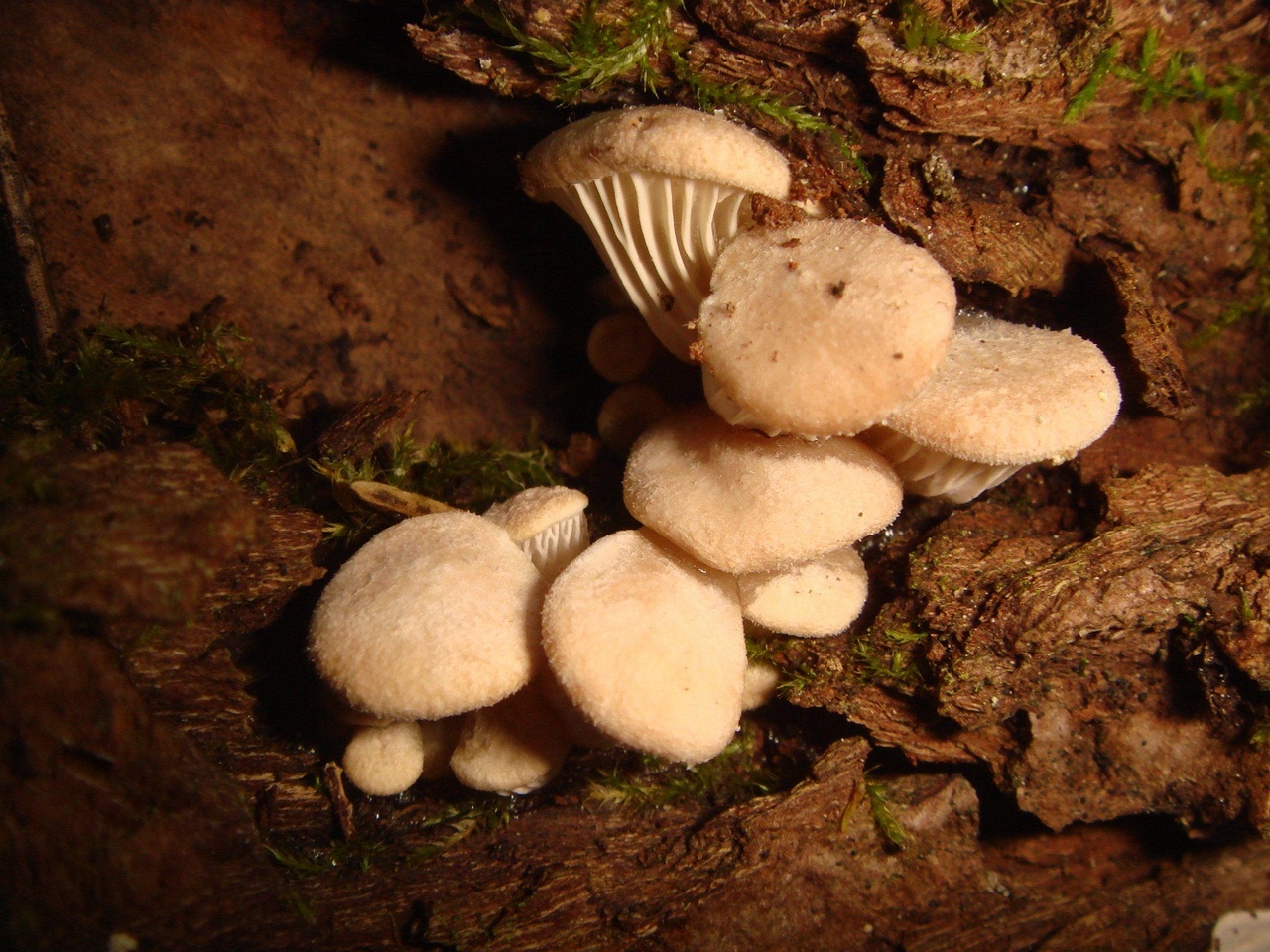 fungi-0002834