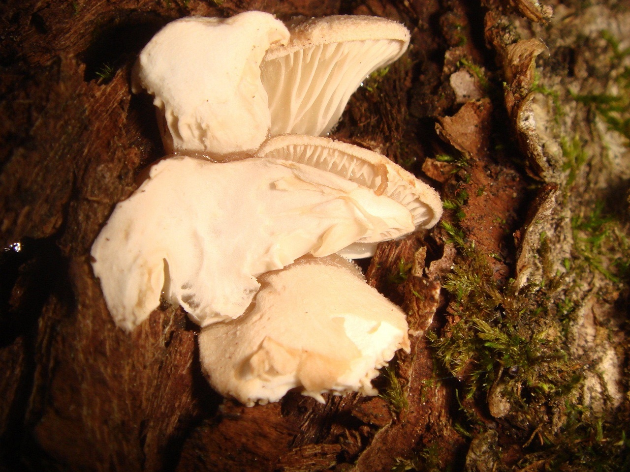 fungi-0002835