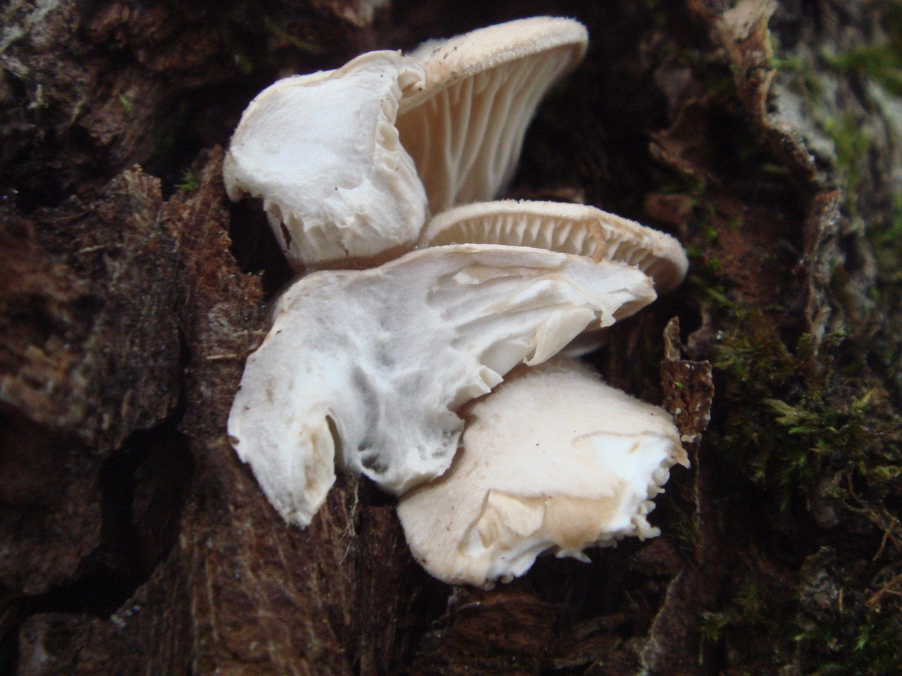 fungi-0002836