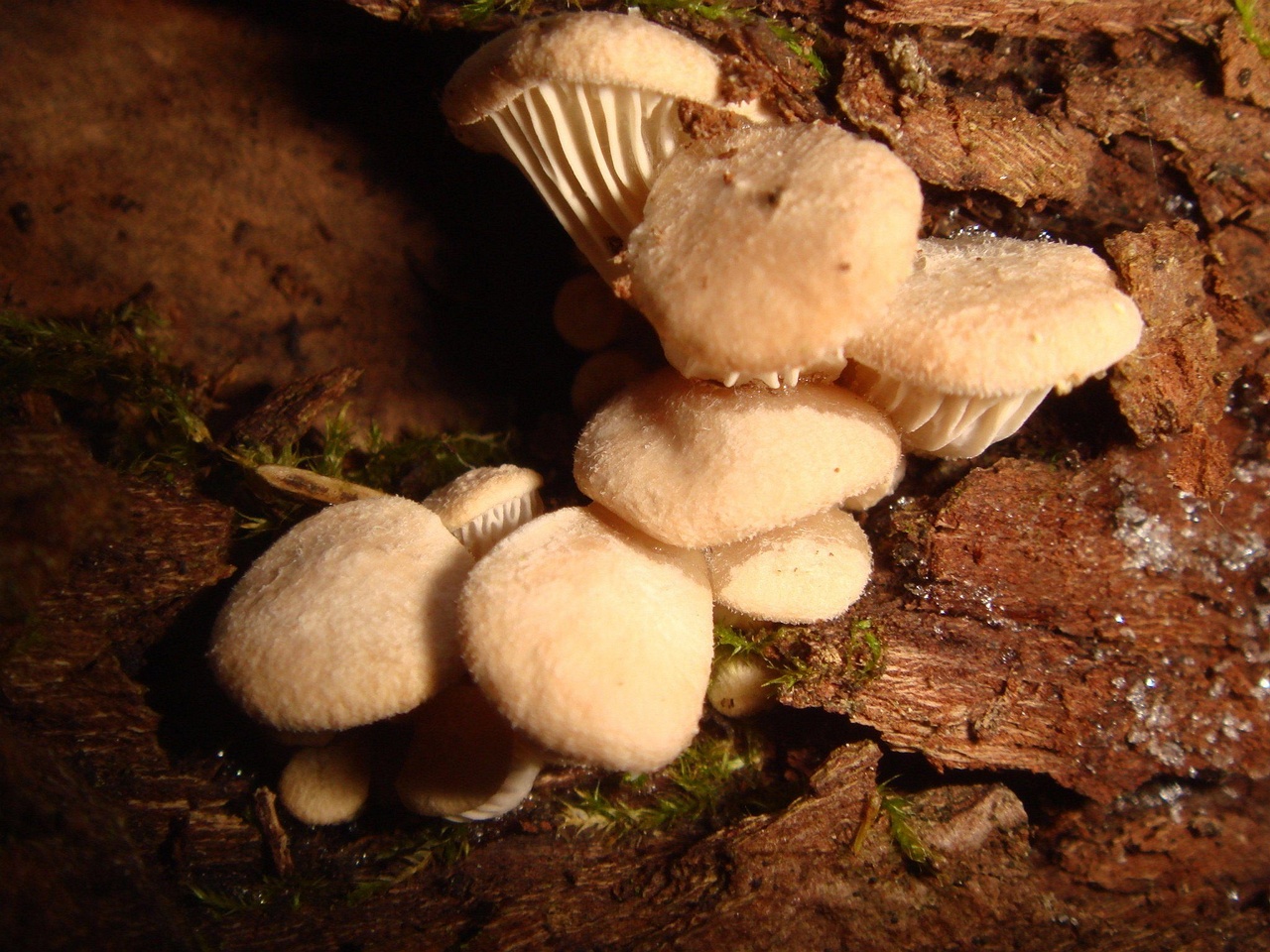 fungi-0002837