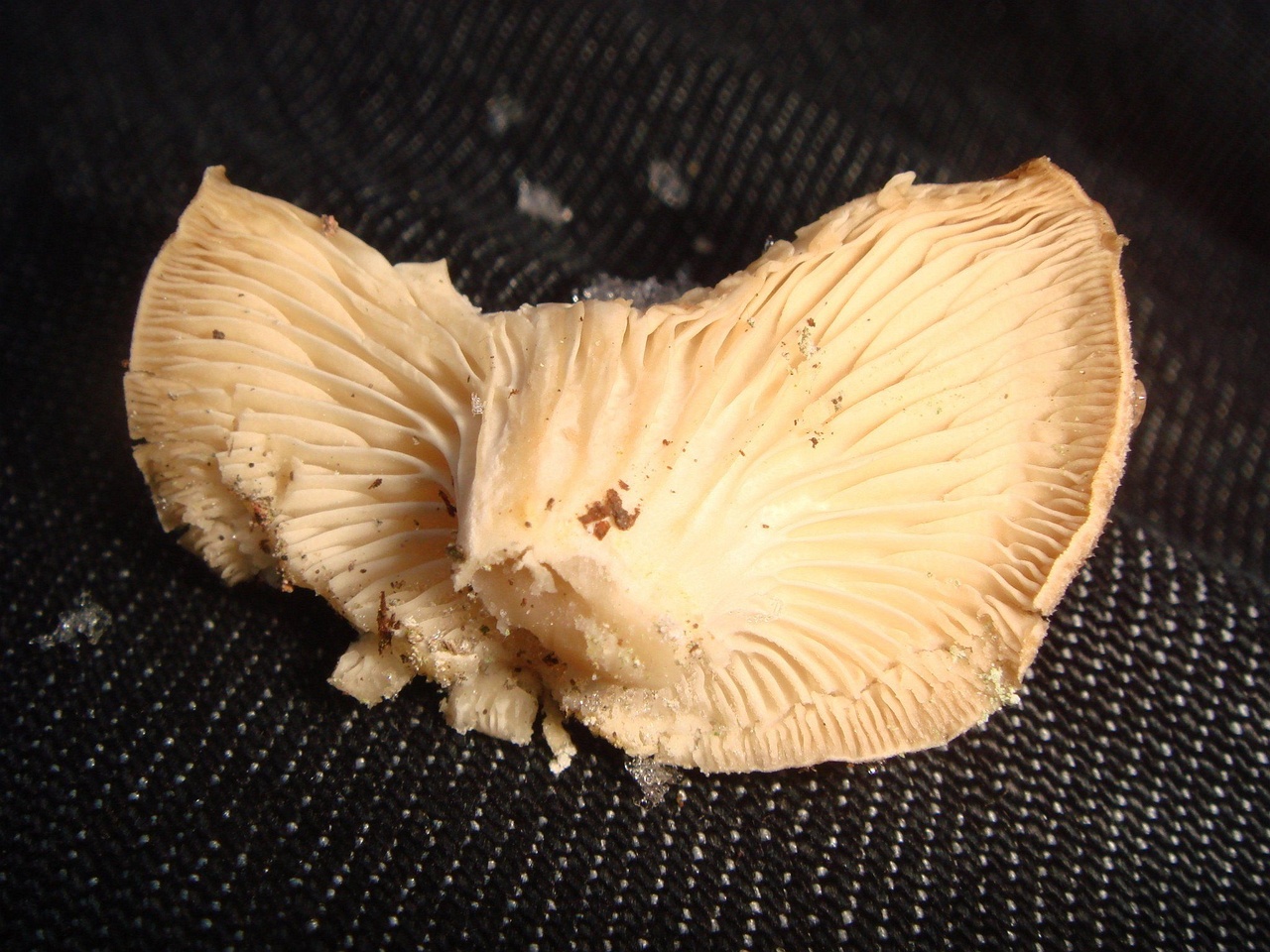 fungi-0002839