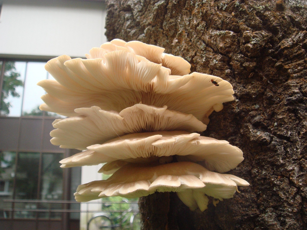 fungi-0003148