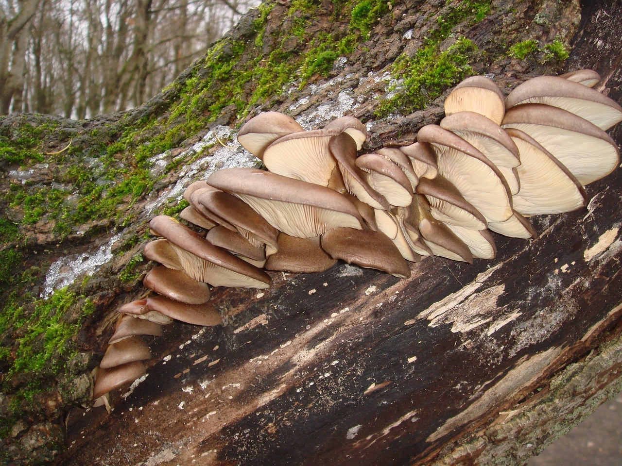 fungi-0003777