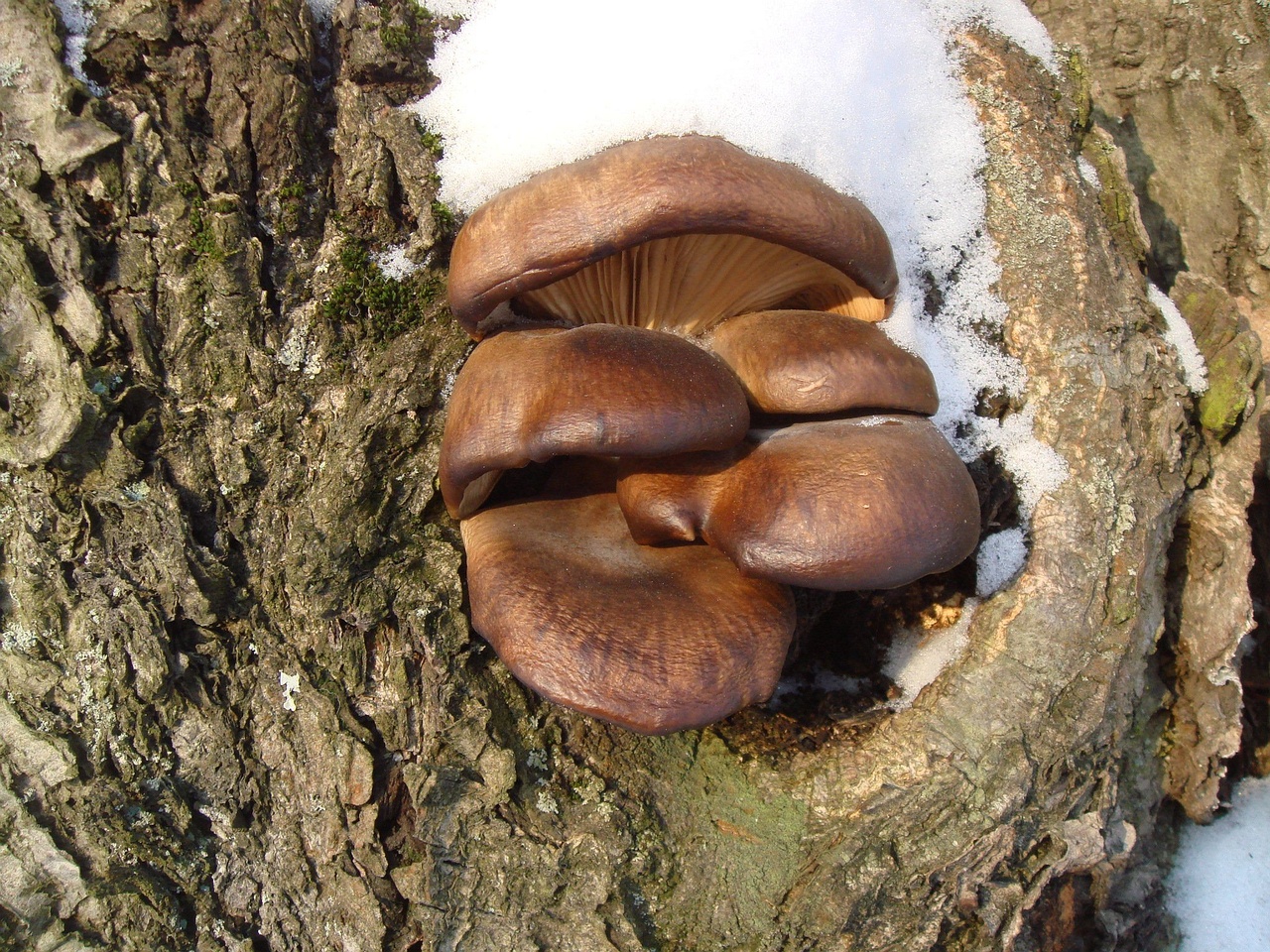 fungi-0003803