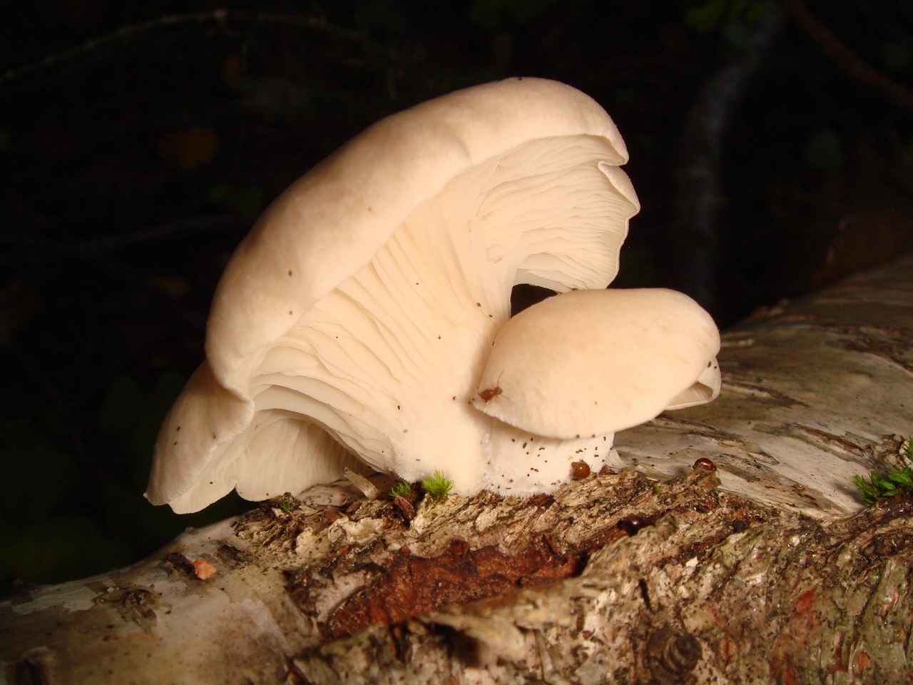 fungi-0003965