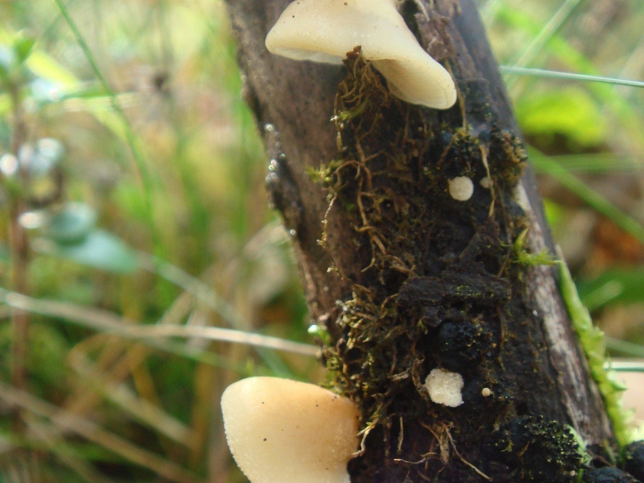 fungi-0001229