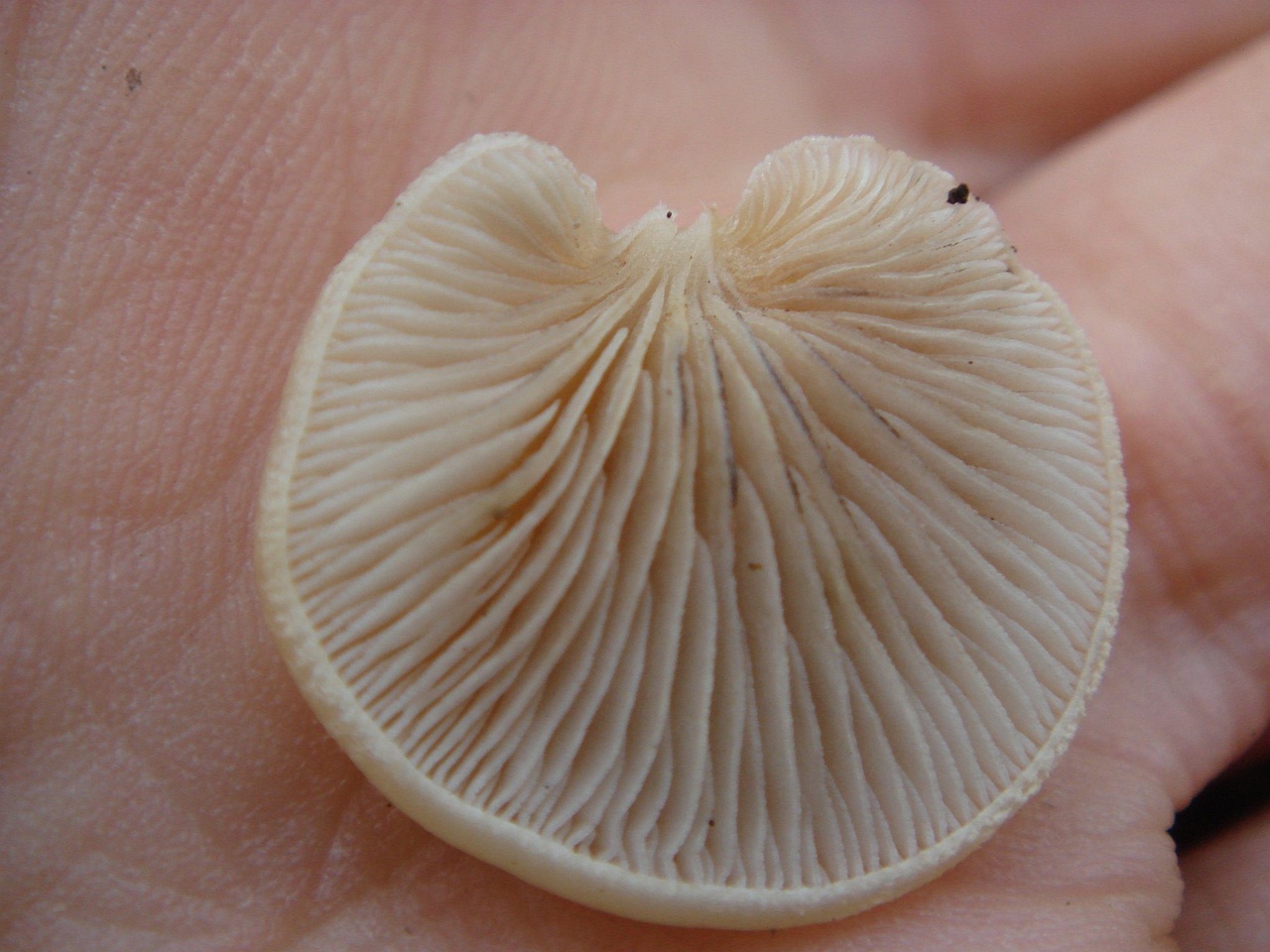 fungi-0001230