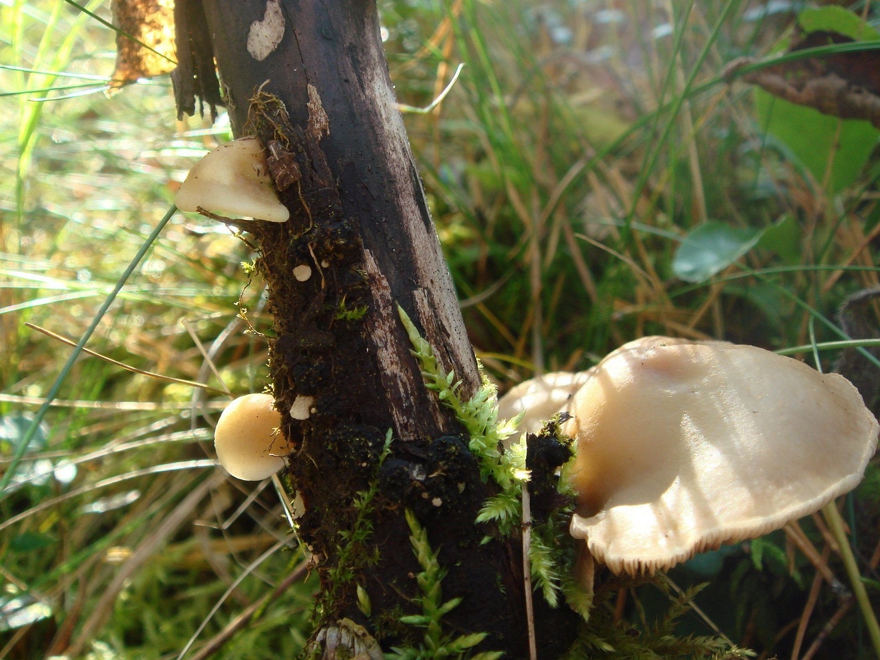 fungi-0001242