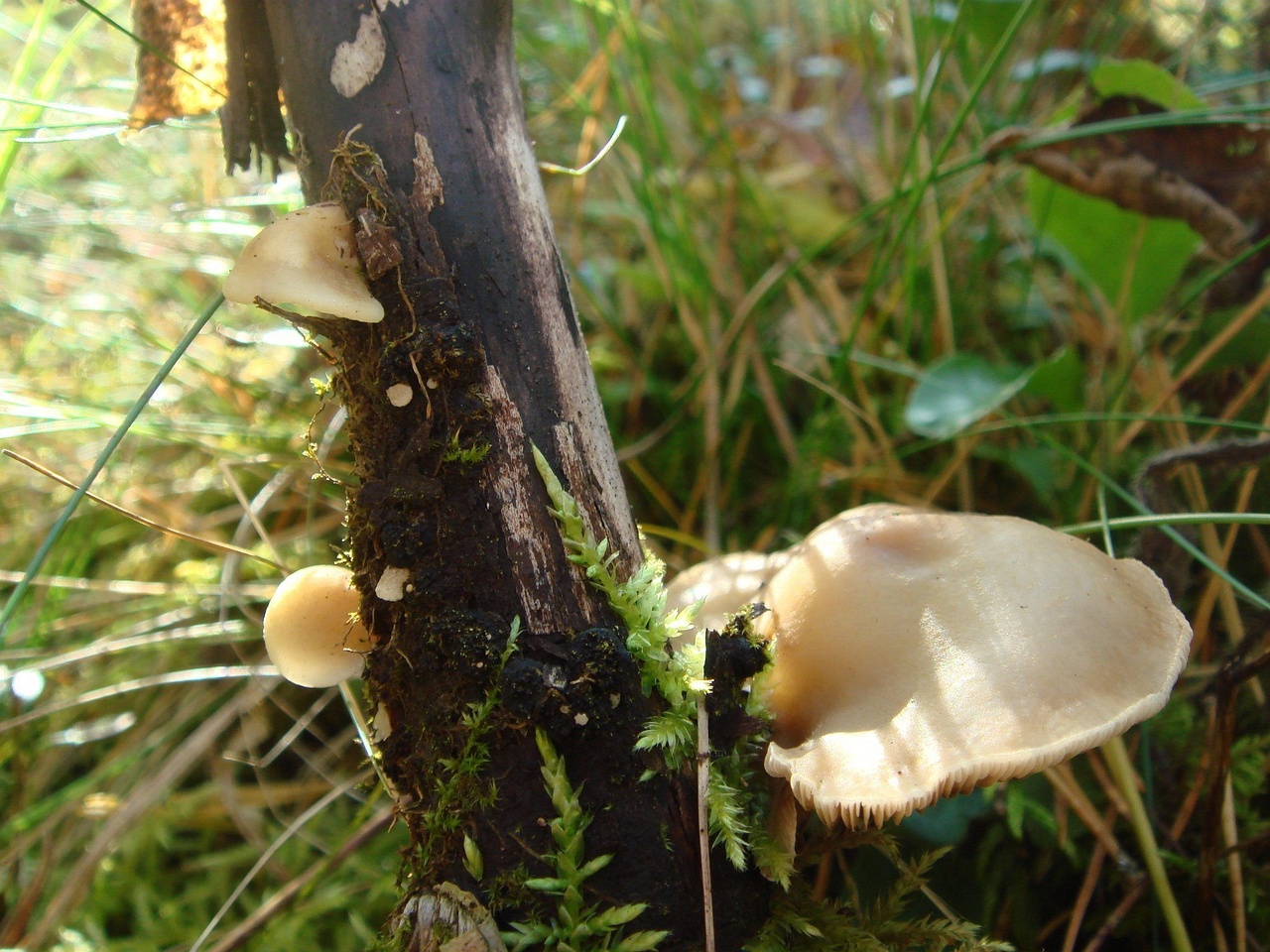 fungi-0001243