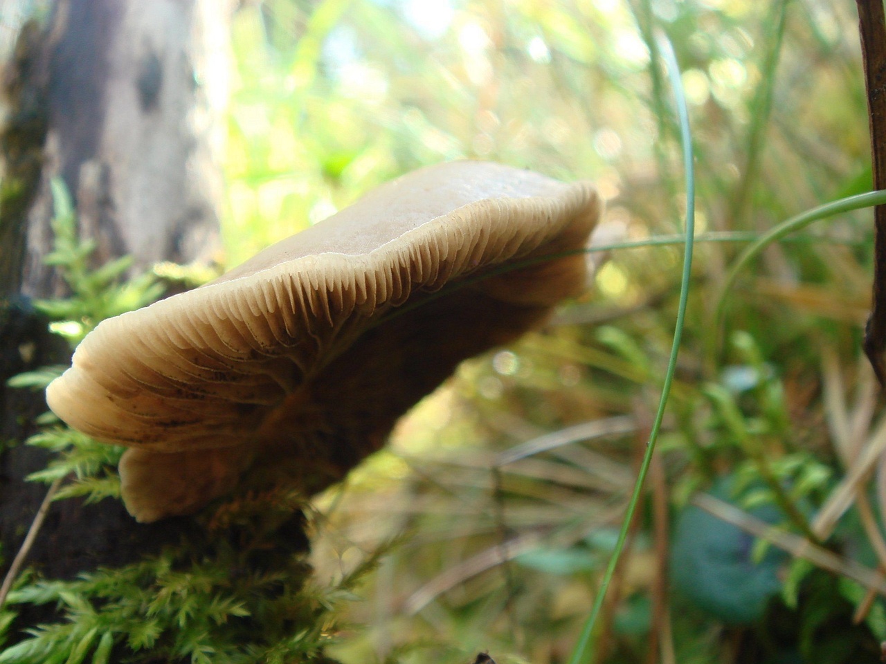 fungi-0001244