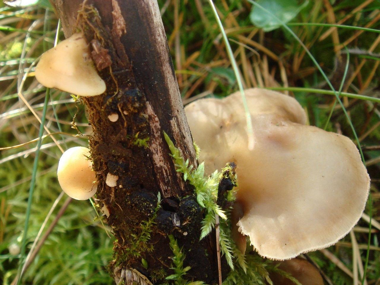 fungi-0001245