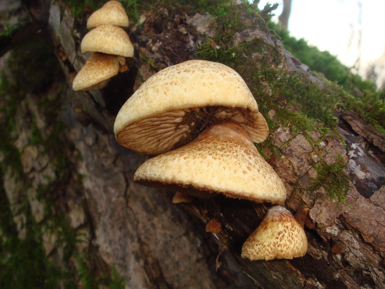 fungi-0002282