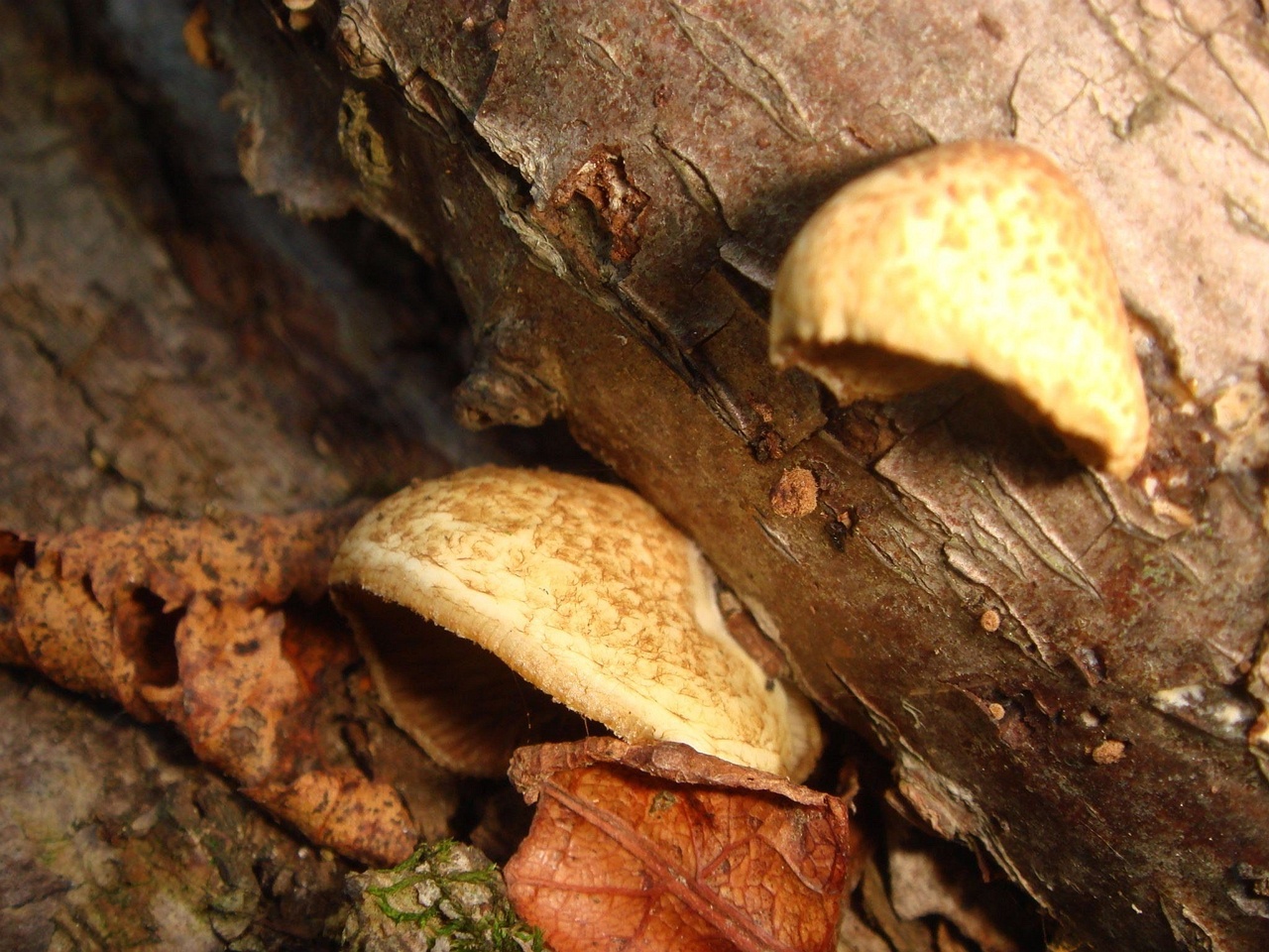 fungi-0002283